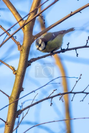 This image features a charming blue tit bird Cyanistes caeruleus perched attentively on a bare branch. The trees branches, devoid of leaves, create an intricate network against a clear blue sky