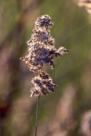 Esta imagen es un acercamiento detallado de una caña común Phragmites australis cabeza de semilla. La fotografía captura el detalle texturizado de las semillas esponjosas, que son una característica característica de esta planta