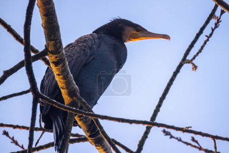 This is an image of a black cormorant resting on the branches of a leafless tree. The bird is viewed from a low angle against a clear blue sky. The cormorants plumage is glossy, and its distinctive
