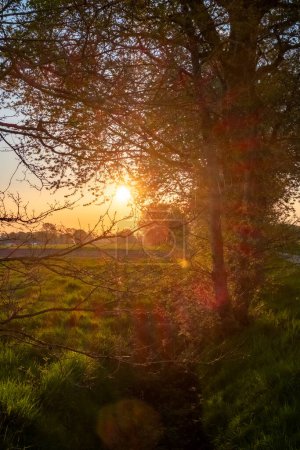 A captivating morning scene where the sun makes a dramatic appearance, bursting through the branches of springtime trees. The soft rays of light create a sunburst effect, casting a magical glow on the