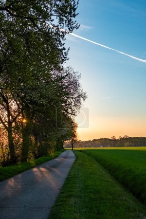 Cette image capture la beauté tranquille du petit matin sur une voie de campagne. Le soleil levant projette une douce lueur dorée sur le chemin, bordé de champs verdoyants et d'arbres silhouettés. Un ciel bleu clair