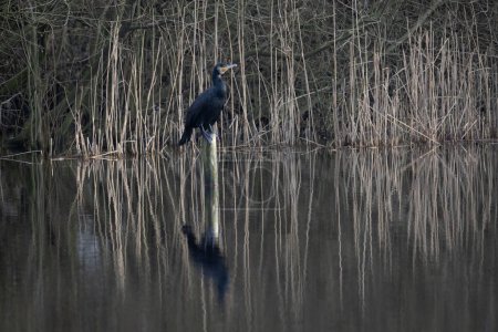 Ein großer Kormoran, Phalacrocorax carbo, thront auf einem Holzpfahl am Seeufer, umgeben von hohem, trockenem Schilf. Sein markanter Hakenschnabel und sein glänzend schwarzes Gefieder sind offensichtlich, ebenso wie sein