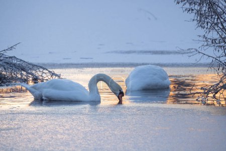 This evocative image depicts two swans, with one prominently in the foreground dipping its beak into the icy water, possibly searching for food. The twilight casts a muted blue tone over the scene