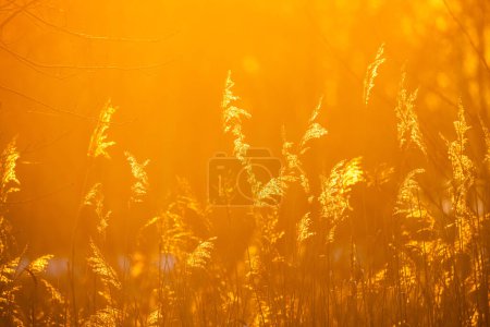 The image captures the mesmerizing effect of the golden hour sunlight filtering through a field of meadow grasses. The light diffuses through the fine blades and feathery seed heads, creating a soft