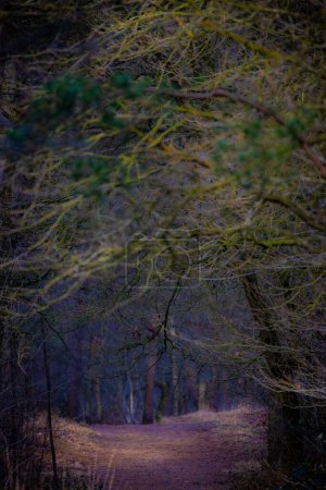 This image conveys a sense of mystery and intrigue, drawing the viewer down a secluded trail through the winter woods. The overhanging branches, interwoven with subtle hues of winter, create a natural