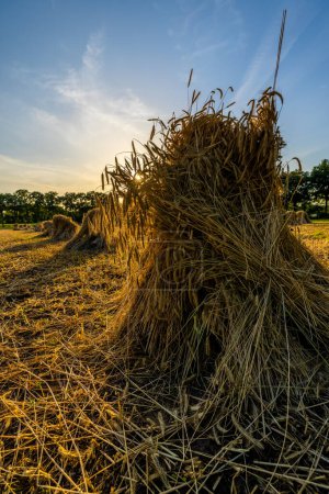 The image offers a detailed close-up of a traditional haystack, captured at dusk. The setting sun casts a golden backlight that highlights the individual strands of hay, enhancing the texture and