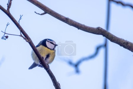 This image features a Blue Tit, Cyanistes caeruleus, a small, vibrant bird known for its blue cap and yellow underparts. The bird is perched on a leafless branch, with a clear blue sky as the backdrop