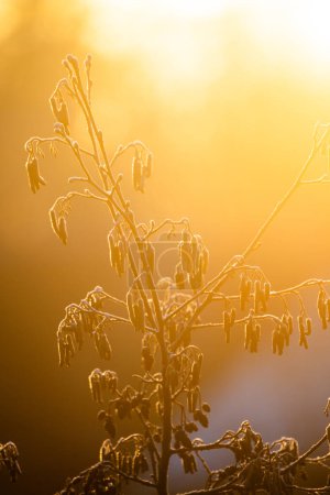 Die Schönheit eines kalten Morgens spiegelt sich in diesem Bild wider, das Zweige und Samenschoten zeigt, die von einer Schicht glitzernden Frosts umhüllt sind. Die aufgehende Sonne, vom Morgennebel zerstreut, bietet einen Hintergrund von