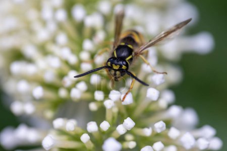 The photograph captures a detailed close-up of a wasp positioned on the tiny blossoms of a white Buddleia flower, commonly known as the Butterfly Bush. The wasps striking yellow and black markings