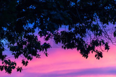 Dieses Foto fängt die zarte Silhouette von Baumblättern vor einem dämmernden Himmel mit Farbverläufen ein, die von tiefblau bis zartrosa reichen. Die verschlungenen Kanten der Blätter werden durch die