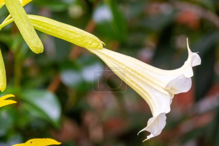 This image features a close-up of a Yellow Angels Trumpet flower, also known as Brugmansia. The photograph showcases the flowers unique trumpet-like shape, with a focus on the elongated, yellow