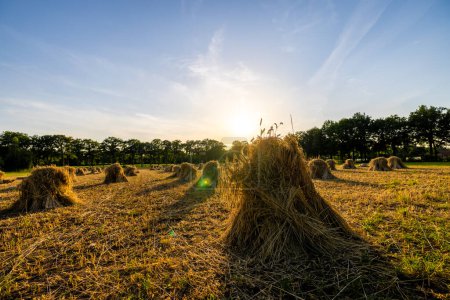 A serene sunset scene unfolds in this photograph, with the suns fading light silhouetting numerous haystacks in a country field. The sunlight filters through the hay, creating a warm and inviting