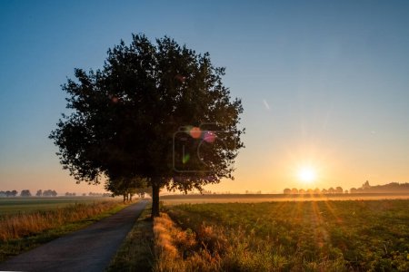 Ten urzekający obraz przedstawia samotne drzewo umieszczone po lewej stronie wąskiej, asfaltowej drogi wiejskiej. Wczesnym rankiem słońce wschodzi tuż za nim, rzucając złote światło na scenę i
