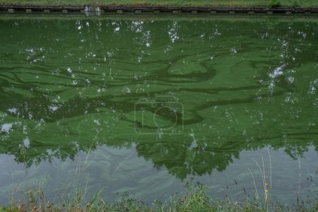 This image depicts a waterway that has experienced an algal bloom, commonly referred to as blue-green algae. The surface of the water is covered with a dense, green layer of algae, which can often be