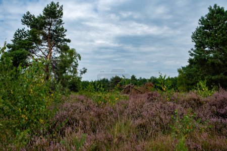 This serene landscape captures the natural beauty of heather fields in bloom, with their distinctive purple flowers. The scene is dotted with robust pine trees, providing a rich green contrast to the