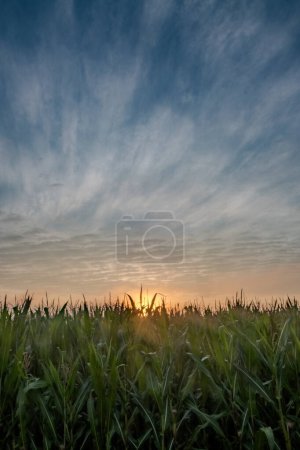 This vertical image presents an inspiring view of dawn breaking over a field of verdant crops. The sky, a tableau of blues and soft whites, is streaked with the ethereal forms of cirrus clouds