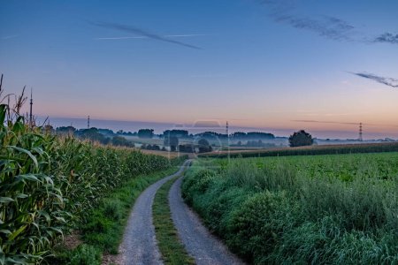 This tranquil image portrays the delicate transition from night to day as twilight graces a rural trail. To the left, a cornfield stands tall, capturing the first whispers of light, while on the right