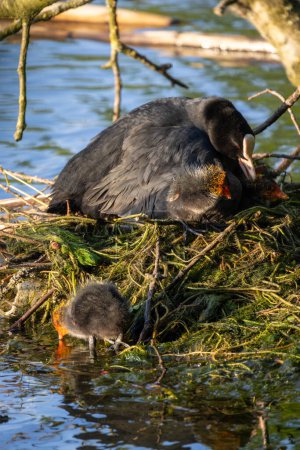 This natural scene captures a moment of avian care as a coot tends to its young on a nest situated in a water body. The image shows the adult coot with its slate-grey plumage and distinctive white