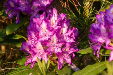 The image showcases a cluster of Rhododendron flowers, bathed in warm sunlight. These blossoms, typically part of dense shrubs, are captured in their full glory with deep pink to purple petals that