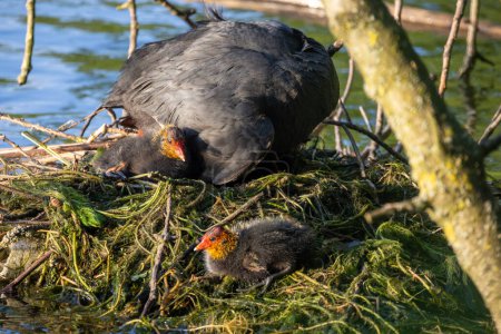 An adult Eurasian Coot, with its slate-grey body and distinctive white facial shield, is seen attentively tending to its chicks on a floating nest. The nest is constructed from sticks and vegetation