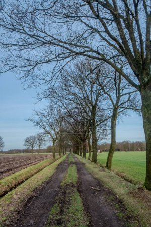 Photo for This image depicts a straight, narrow country road stretching into the distance, flanked by tall, leafless trees against a clear blue sky. The grassy verge in the center of the path leads the eye - Royalty Free Image