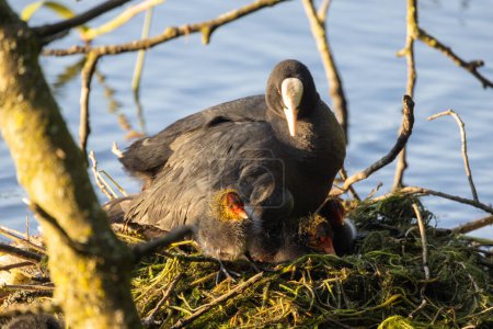 This touching image showcases the tender care of a Eurasian coot as it shelters its young chicks in the safety of a nest by the lake. The fluffy red-headed chicks peek out from under the parents