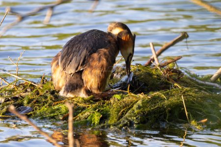 his image captures an intimate moment of a Great Crested Grebe, known scientifically as Podiceps cristatus, as it cares for its nestlings on a carefully constructed floating nest. The bird