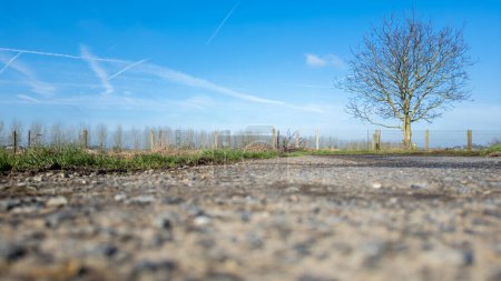 This image captures a clear blue sky with the streaks of contrails above a rural landscape. A lone leafless tree stands by a gravel path, suggesting the quietude of late autumn or early winter. The