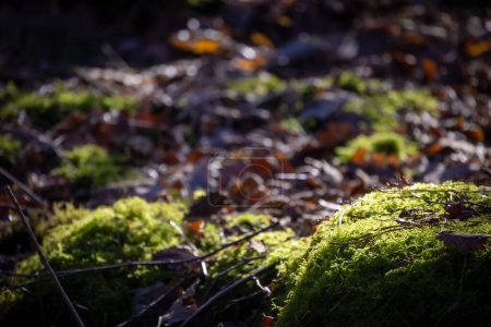 This image features vibrant green moss patches illuminated by dappled sunlight, interspersed with fallen leaves and twigs on a forest floor. The play of light and shadow creates a textural contrast