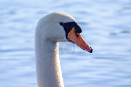 This image features a close-up portrait of a mute swan, distinguished by its white plumage and orange beak with a black base. The swans head is gracefully positioned, and its eyes are visible, giving