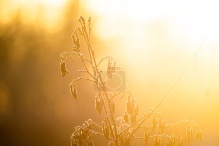 The image captures wildflowers encased in delicate frost, with the rising sun casting a soft, golden glow. The intricate details of the frost crystals are highlighted by the backlighting, which also