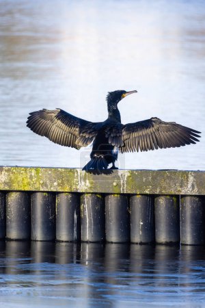This dynamic image captures a cormorant with its wings fully outstretched, basking in the sun on a waterfront structure. The birds expansive wings showcase the impressive span and the intricate