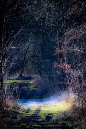 This image captures a secluded pathway winding through a woodland grove in the quiet of winter. The path is flanked by bare trees and the remains of autumns foliage, with a subtle touch of green