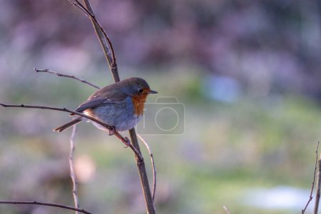 This image captures a European Robin Erithacus rubecula perched attentively on a slender, bare branch. The birds iconic orange-red breast stands out against its grey-brown plumage and the soft