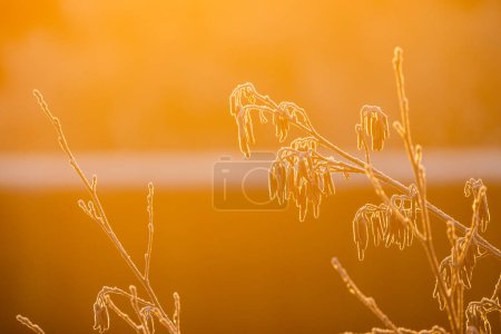The image captures the subtle play of light on a frosty winters morning. Each wildflower and stem is delicately coated with frost, and the rising sun bathes the scene in a soft, golden light. The