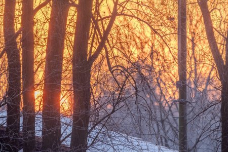 This captivating image captures the beauty of a winter sunrise as it filters through a forest of bare trees. The branches create a complex network of silhouettes against the fiery backdrop of the sky