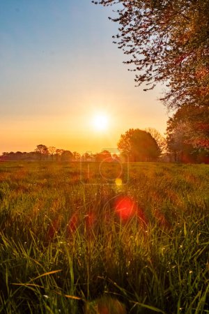 The warmth of a radiant sunrise bathes a lush meadow in golden hues, creating a picturesque start to the day. The sun, just above the horizon, casts a brilliant light that filters through the trees