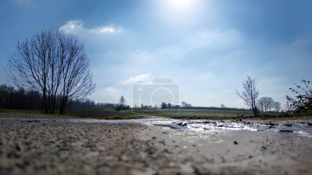 This image features a ground-level perspective of a country road after rainfall, capturing the wet surface glistening under the sunlight. The road bends slightly and is lined with bare trees