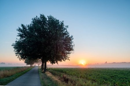 The photograph captures a serene, tree-lined pathway leading through mist-clad fields at sunrise. The sun, visible on the horizon, bathes the scene in a soft, warm glow. The mist adds a layer of