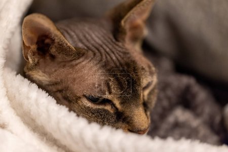 This photograph captures a Sphinx cat, known for its distinctive hairless appearance, nestled comfortably in a fluffy white blanket. The cats ears are perked, and its eyes carry a look of deep