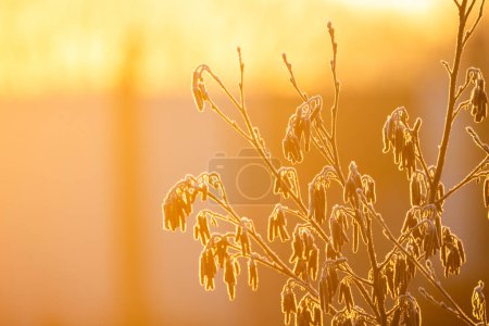 This image captures the delicate dance of light and frost on a cold morning. Each branch and wilted flower is outlined with a fine layer of frost, and the rising sun casts a golden hue across the