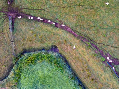 In this overhead shot, cows form a linear procession along a distinct trail in a field. On the left, a fence borders the farmland. Near the images lower edge, a small pond fringed with bushes offers