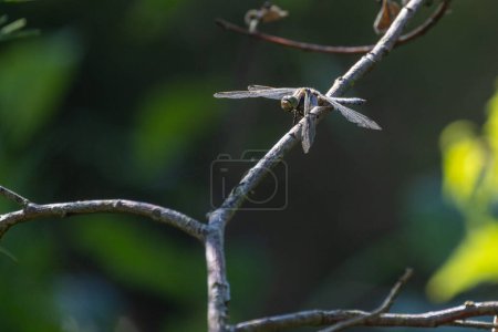 A lone dragonfly rests delicately on a twig against a soft-focus background, highlighting its slender body and transparent wings. Solitary Dragonfly Perched on a Twig. High quality photo