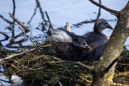 Two young coots, known as Fulica atra, are nestled comfortably in their nest amidst the reeds and water, displaying their downy feathers and early stages of development. Eurasian Coot Juveniles