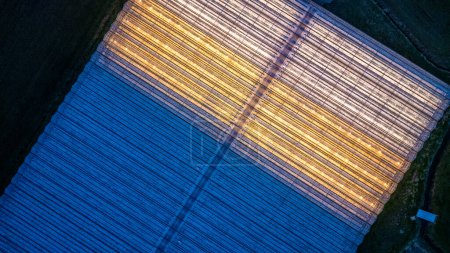 Esta imagen aérea captura la belleza geométrica de las hileras de invernaderos iluminadas por el sol poniente, mostrando la intersección de la agricultura y la tecnología. Vista aérea de Greenhouse Rows al anochecer