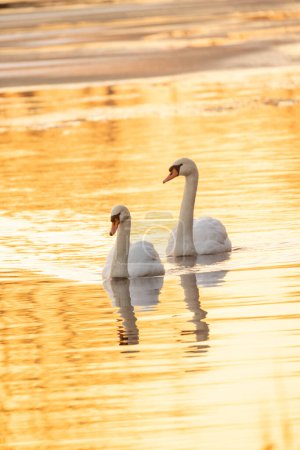 Das Bild fängt ein Paar Schwäne in einem ruhigen, fast meditativen Zustand ein, während sie über das Wasser gleiten, das die goldenen Farbtöne der untergehenden Sonne widerspiegelt. Die sanften Wellen um sie herum geben ein Gefühl von