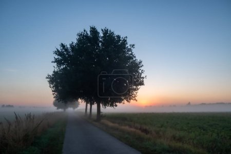 The photograph presents a spellbinding view of a country lane at dawn. A majestic tree stands as a natural monument on the side of the road, its leaves shrouded in the soft mist that blankets the