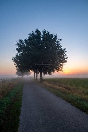 The image portrays an early morning on a countryside road, enveloped in a soft mist that heralds the beginning of a new day. A row of solitary trees stands guard along the path, their outlines gently