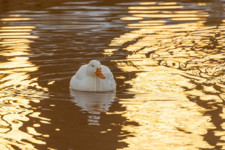 Eine einsame weiße Ente mit einem markanten orangefarbenen Schnabel schwebt friedlich auf dem Wasser, das mit den goldenen Farbtönen der untergehenden oder aufgehenden Sonne schimmert. Die Wellen und Reflexionen erzeugen ein strukturiertes Muster auf