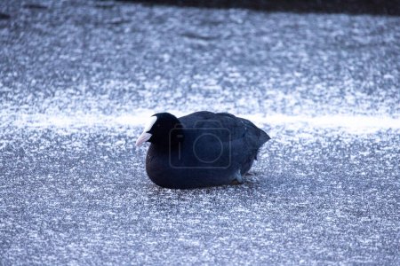 In this wintery scene, an Eurasian Coot Fulica atra sits on the icy surface of a frozen pond. The bird, characterized by its slate-grey body, distinctive white beak and forehead, appears calm and at